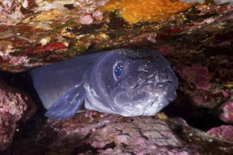 Sea eel (Conger conger) hides in a rock niche under water in the Mediterranean near Hyères, Giens