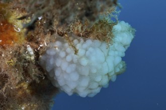 White sea crayon (Phallusia mammillata) on a sea slope surrounded by seaweed in the Mediterranean