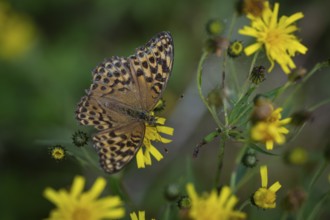 Imperial mantle or silver line (Argynnis paphia) on yellow dandelion flowers, Sweden