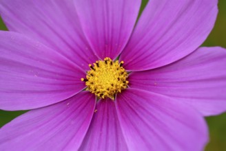 Jewellery basket, feathery flower or cosmetic (Cosmos bipinnatus syn. Cosmea bipinnata), Germany