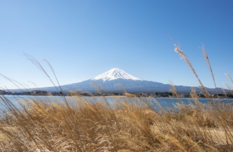 Dry reeds on the shores of Lake Kawaguchi with volcano Mt. Fuji, Yamanashi Prefecture, Japan