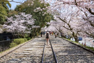 Keage Incline, Old Tracks, Blooming Cherry Trees on Disused Tracks, Hanami, Cherry Blossoms in