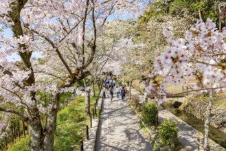 Footpath along a canal, cherry blossoms in spring, Philosopher's Path or Tetsugaku no michi, Kyoto,