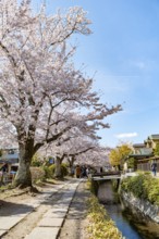 Footpath along a canal, cherry blossoms in spring, Philosopher's Path or Tetsugaku no michi, Kyoto,