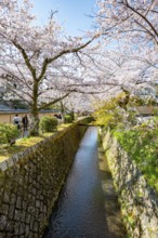 Canal lined with blooming cherry trees, cherry blossoms in spring, Philosopher's Path or Tetsugaku