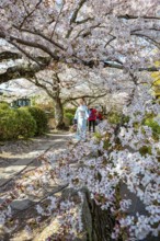 Japanese woman in kimono walking along a canal, cherry blossoms in spring, Philosopher's Path or