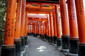 Walk through hundreds of red traditional torii gates, Fushimi Inari Taisha, Shinto Shrine, Fushimi