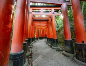 Walk through hundreds of red traditional torii gates, Fushimi Inari Taisha, Shinto Shrine, Sun