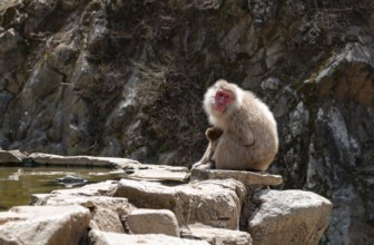 Japanese macaque (Macaca fuscata) sitting on rocks near water, Yamanouchi, Nagano Prefecture,