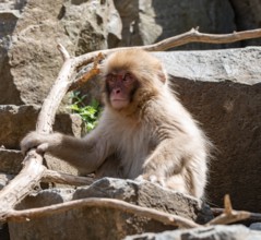 Japanese macaque (Macaca fuscata) sitting on rocks, Yamanouchi, Nagano Prefecture, Honshu Island,