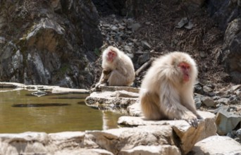 Japanese macaques (Macaca fuscata) sitting on rocks near water, Yamanouchi, Nagano Prefecture,