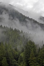 Coastal rainforest, near Hartley Bay, Queen Charlotte Strait, British Columbia, Canada