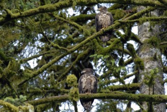 White-tailed eagle on a tree, coastal rainforest, near Hartley Bay, Queen Charlotte Strait, British