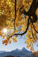 Watzmann under an autumn-colored tree, Bischofswiesen, Berchtesgadener Land, Upper Bavaria,