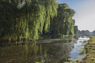 A quiet river landscape with hanging willows and green surroundings, Dinkel River, Heek-Nienborg,
