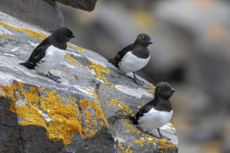 Three little auks, dovekies (Alle alle) perched on rock on top of sea cliff along the Arctic Ocean
