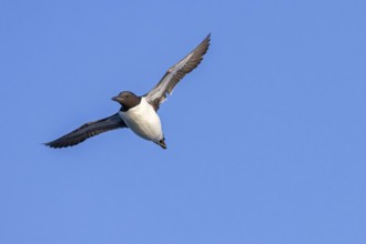 Thick-billed murre, Brünnich's guillemot (Uria lomvia lomvia) flying against blue sky in summer,