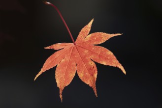 Red fan maple (Acer palmatum atropurpureum) leaf in backlight, Bavaria, Germany