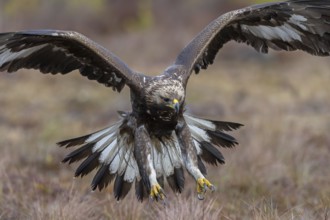 European golden eagle (Aquila chrysaetos chrysaetos) juvenile showing large talons in flight while