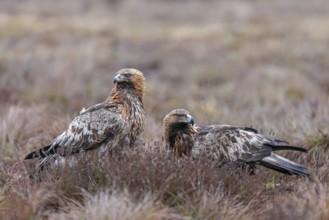 Two European golden eagles (Aquila chrysaetos chrysaetos) sitting in moorland, heathland in winter