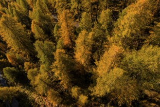 Larch, larch forest, autumn, autumn color, morning light, sunny, aerial view, Lake Sils, Engadin,
