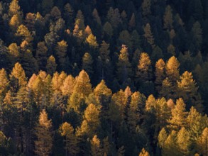 Larch, larch forest, autumn, autumn color, morning light, aerial view, Morteratsch Valley, Engadin,