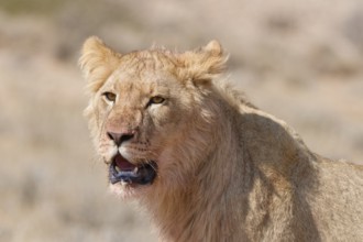 African lion (Panthera leo), young male, looking at camera, head close-up, alert, animal portrait,