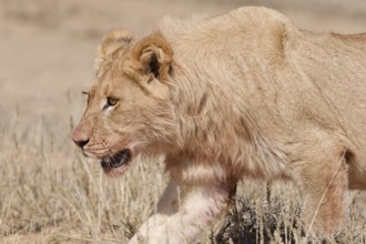 African lion (Panthera leo), young male walking in tall dry grass, Kgalagadi Transfrontier Park,