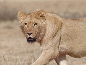 African lion (Panthera leo), young male walking, looking at camera, alert, Kgalagadi Transfrontier