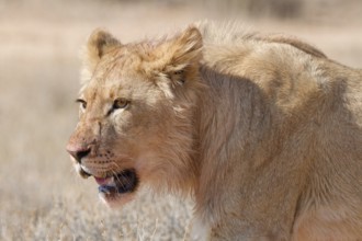African lion (Panthera leo), young male walking, head close-up, alert, Kgalagadi Transfrontier
