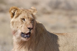 African lion (Panthera leo), young male, looking towards camera, head close-up, alert, Kgalagadi