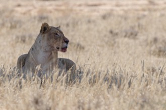 African lioness (Panthera leo), adult female resting in the shade, in tall dry grass, alert,