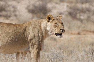 African lioness (Panthera leo), adult female standing in tall dry grass, alert, Kgalagadi
