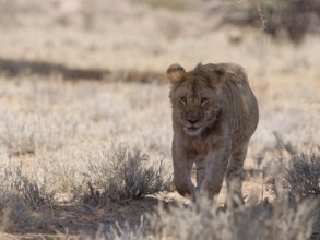 African lion (Panthera leo), young male walking in the shade, looking at camera, alert, Kgalagadi