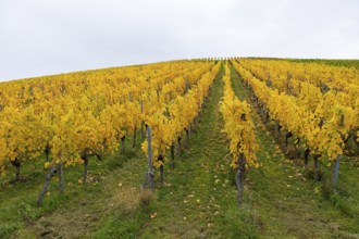 Rows of vines with yellow leaves in autumn. Symmetrical pattern on green ground, near Strümpfelbach
