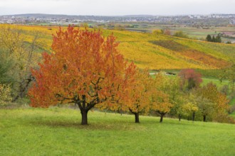Red cherry trees in the foreground with autumn-colored vineyards in the background, near