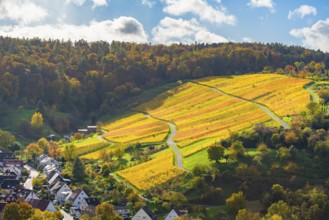 Yellow vineyards in autumnal hills in sunny weather, Strümpfelbach im Remstal, Baden-Württemberg,