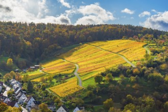 Golden vines on a hilly area in sunny autumn weather, Strümpfelbach im Remstal, Baden-Württemberg,