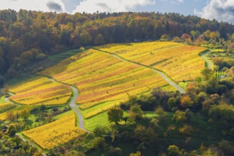 Sunny vineyard in autumn with yellow rows in hilly area, near Strümpfelbach im Remstal,