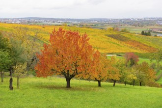 Red cherry trees with red leaves in front of colorful vineyards under lively skies, near