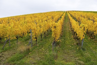 Symmetry in a vineyard with yellow leaves in autumn. Green base, near Strümpfelbach im Remstal,