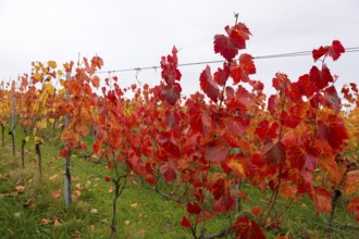 Vineyard with red leaves in autumn. Vivid colors on green grass and grey sky, near Strümpfelbach im