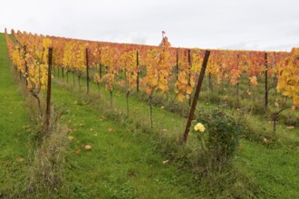 Vineyards with yellow leaves in autumn. Green area with lively atmosphere, yellow rose, near