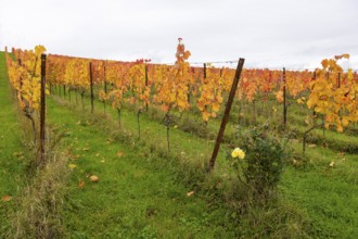 Vineyard in autumn with yellow leaves. Green spaces and lively atmosphere, yellow rose, near