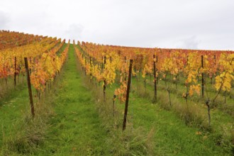 A perspective view of a vineyard with yellow and red leaves in autumn, near Strümpfelbach im