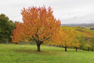 Red cherry trees with orange leaves in a green hilly autumn landscape, near Strümpfelbach im
