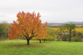 Red cherry trees with orange leaves in a hilly landscape, near Strümpfelbach im Remstal,