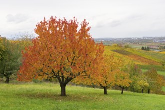 Red cherry trees with bright orange leaves in a hilly landscape, near Strümpfelbach im Remstal,