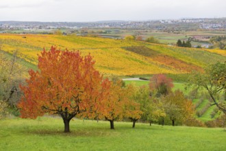 Cherry trees with red leaves in an autumn landscape with vineyards in the background, near