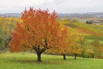 Red cherry trees with autumn-colored foliage in a hilly landscape, near Strümpfelbach im Remstal,